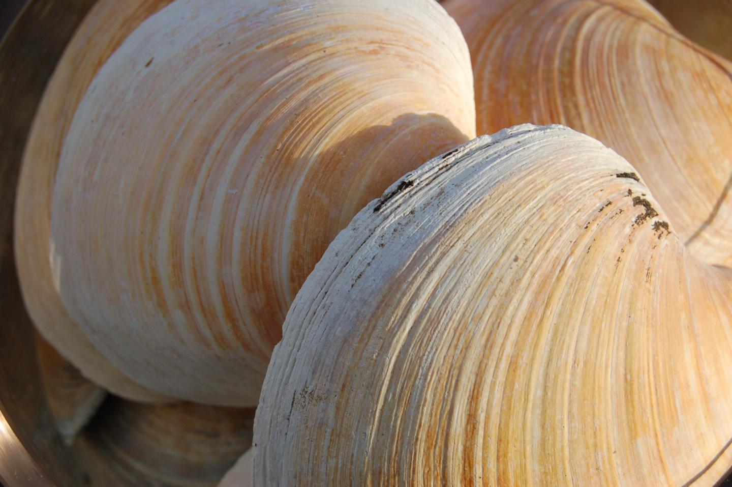 Quahog Clams