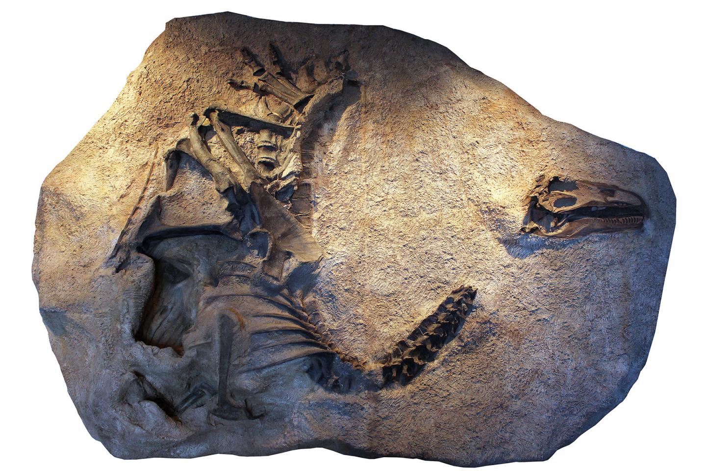 A Cast of the Skeleton and Skull of Allosaurus jimmadseni
