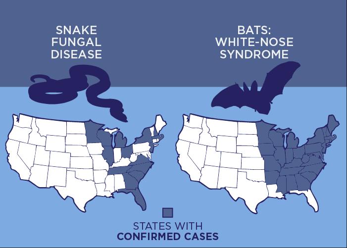 Snake Fungal Disease and White-Nose Syndrome