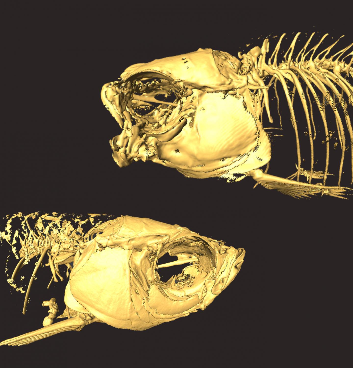 CT scan of normal and mutant zebrafish