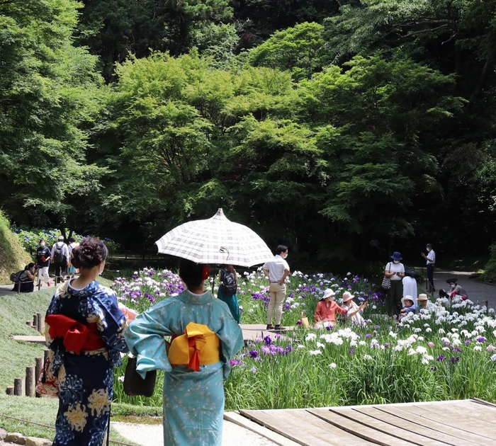 Visitors leisurely enjoy an iris garden in Japan