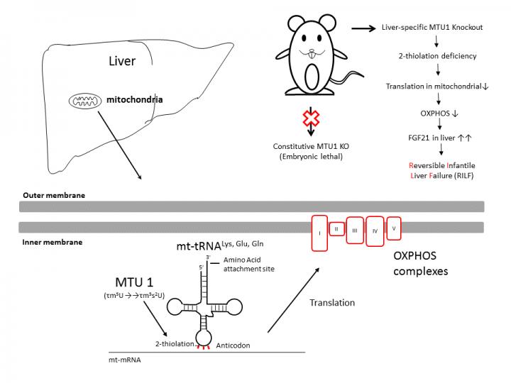 Mechanisms in reversible infantile liver fail EurekAlert!