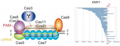 CRISPR-Cas3 System