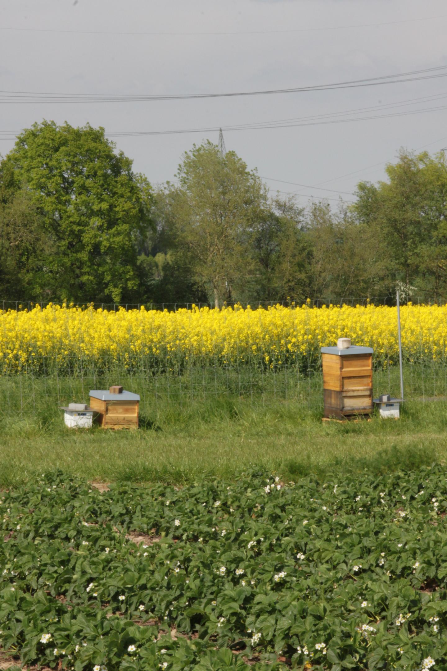 landscape with yellow flowers in background, green fields in foreground and hives in between