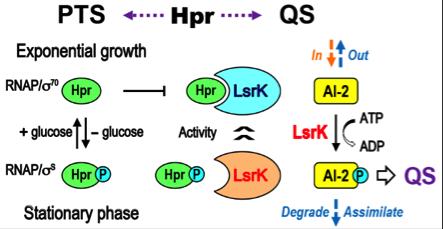 The Role of HPr Between Two Distinct Bacterial Processes, QS and PTS