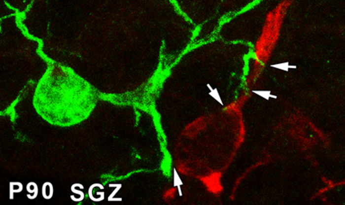 Developmental microglia-neuron interaction