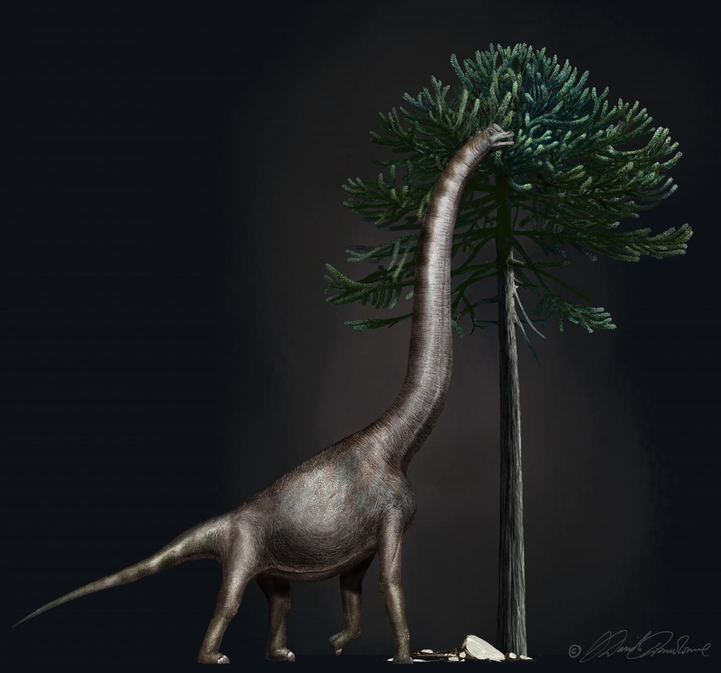 <i>Brachiosaurus</i>