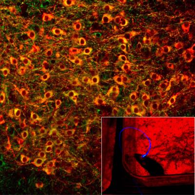 Morphine and Cocaine Follow Different Routes to Reward