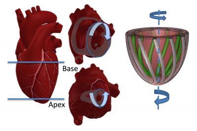 The Heart Does the Twist