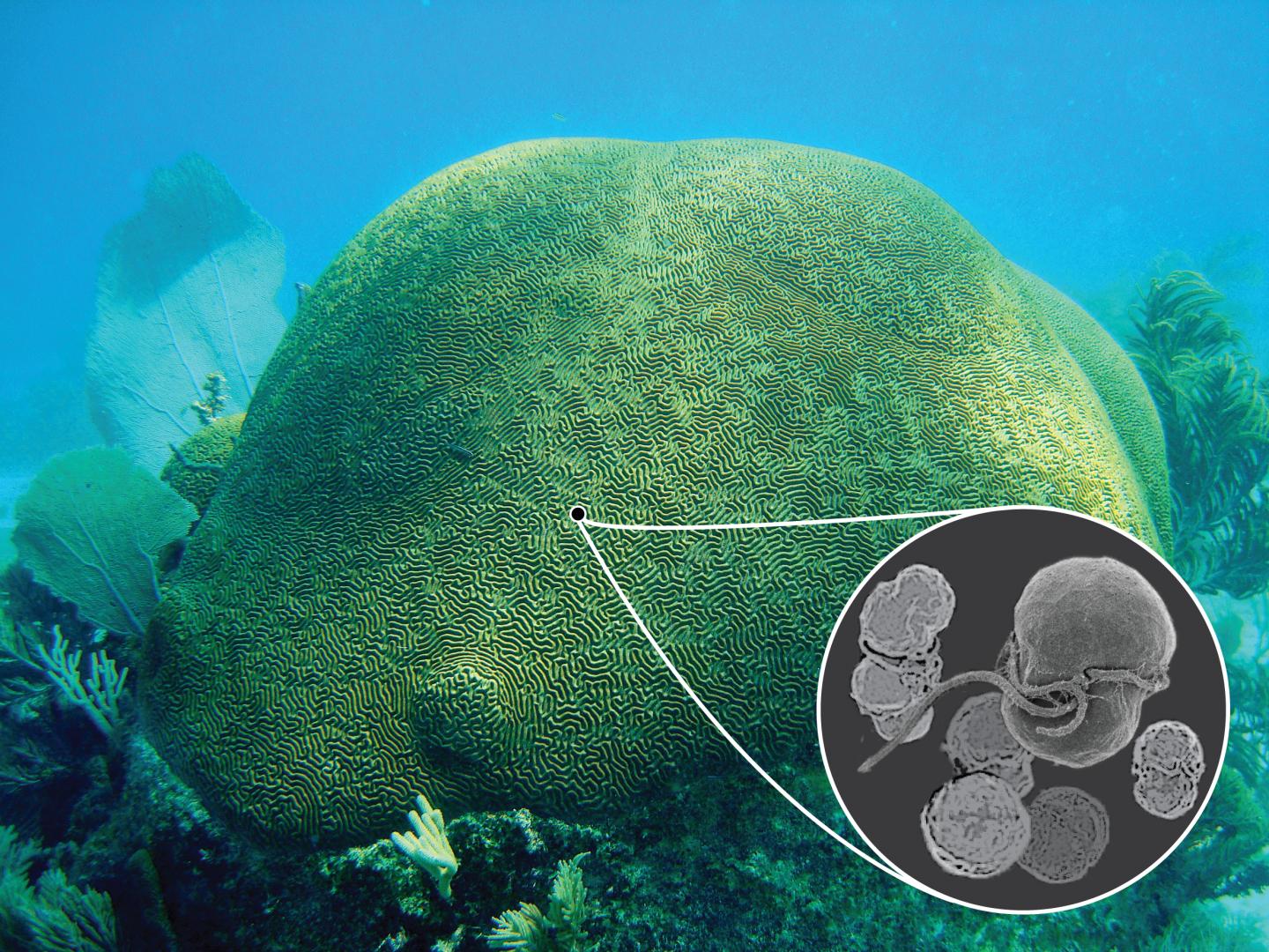 Brain Coral