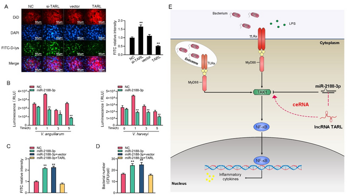 LncRNA TARL regulates innate immune mediated by TAK1 through ceRNA mechanism in fish