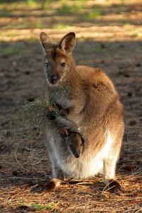 Red-Necked Wallaby (2 of 2)