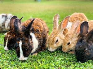 Ear health and quality of life in pet rabbits of differing ear conformations: A UK survey of owner-reported signalment risk factors and effects on rabbit welfare and behaviour