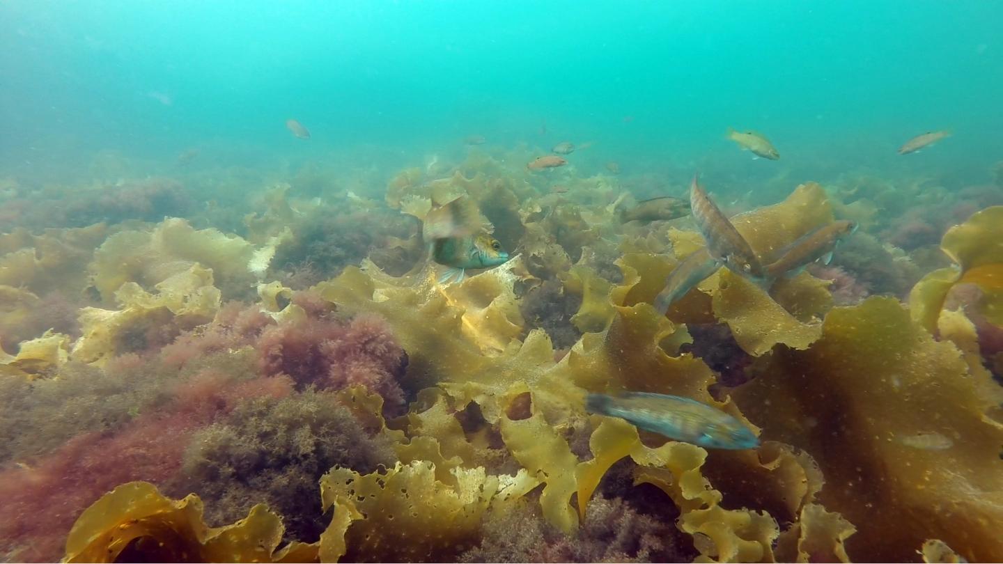 Cunner Fish Seeking Refuge in Kelp