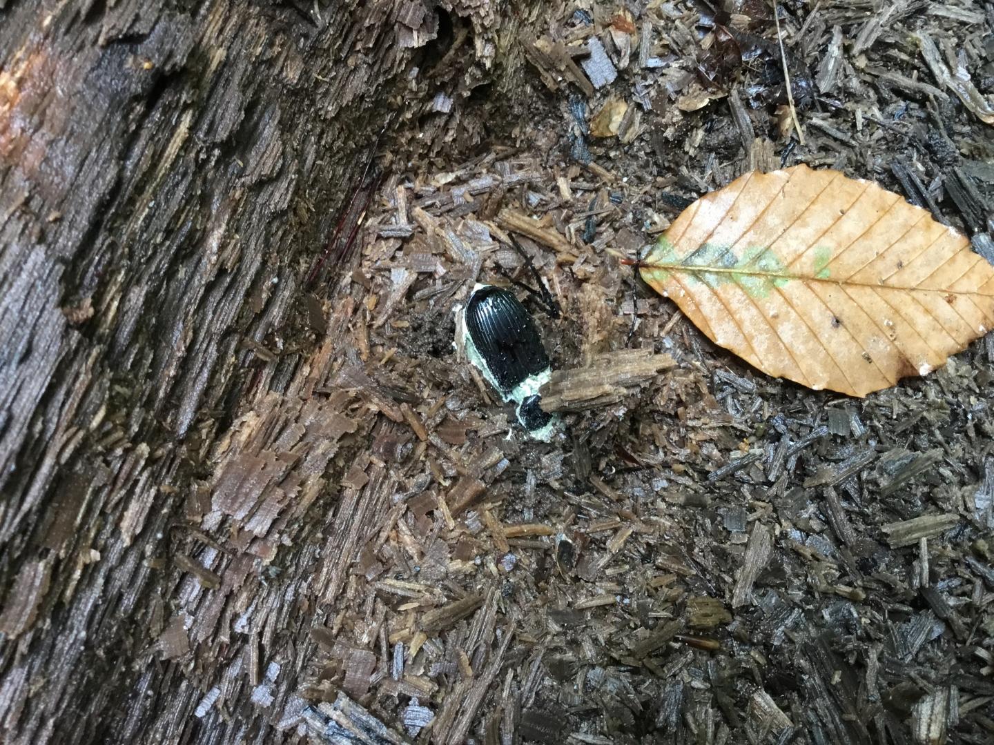 Dead beetle infected with pathogenic fungus