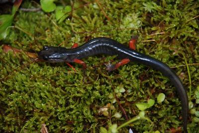 Red-Legged Salamander (<i>Plethodon shermani</i>)