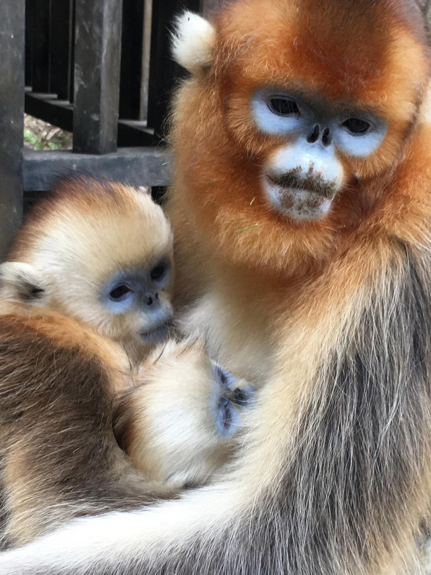 Seen for the First Time: Golden Snub-Nosed Monkeys Nurse Other Females' Infants (2 of 4)