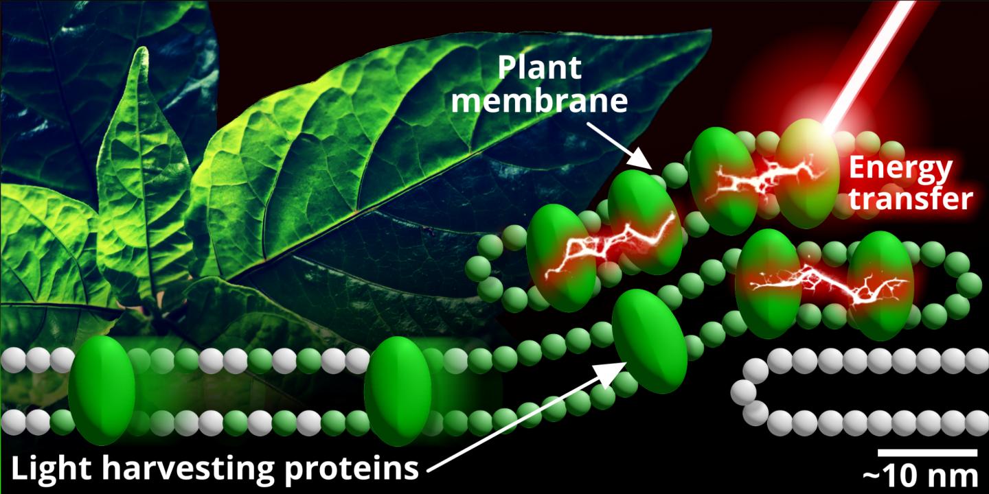 Photosynthesis