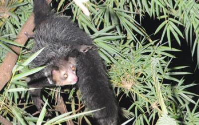 An Aye-Aye Surrounded by Leaves in the Madagascar Forest Habitat