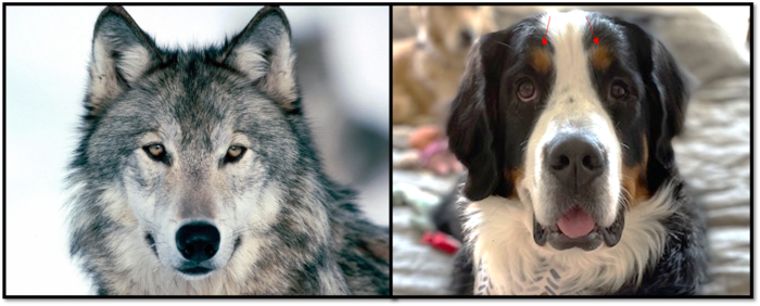 how do you tell the difference between a wolf and a dog