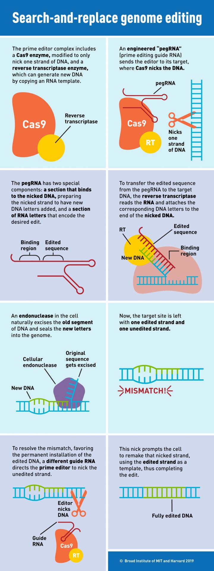Search and Replace Genome Editing
