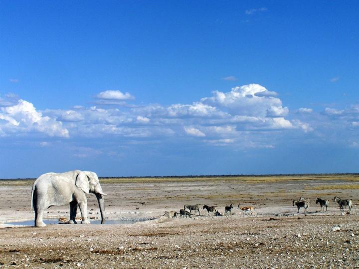 Elephant Observes Zebras