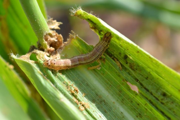 Fall armyworm on maize