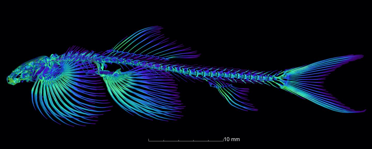 Reconstruction of Cryptotora thamicola