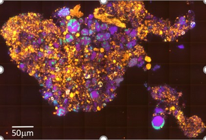 BIGTUNA Bioimaging Tool