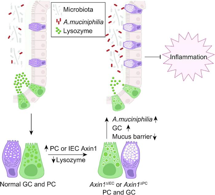 Proposed model of Axin1 protection against colitis via gut microbiota alterations.