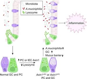 Proposed model of Axin1 protection against colitis via gut microbiota alterations.