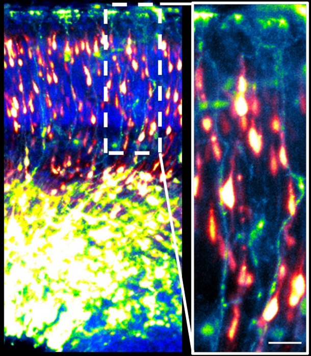 Migration of neurons