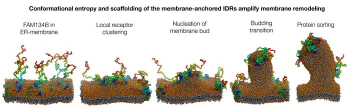 How the endoplasmic reticulum forms protrusions