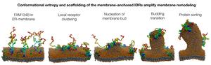 How the endoplasmic reticulum forms protrusions