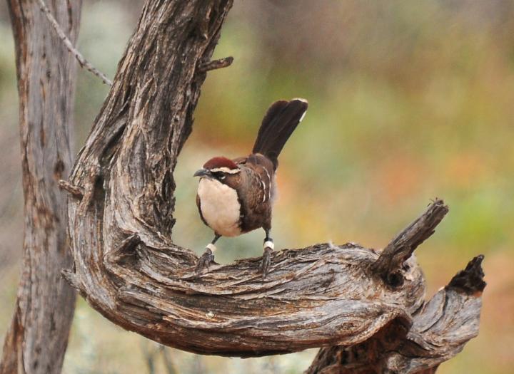 Chestnut-crowned babbler