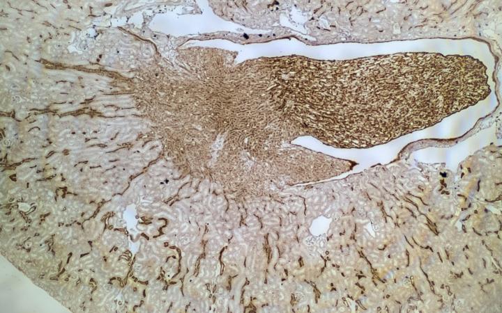 Section through a Mouse Kidney