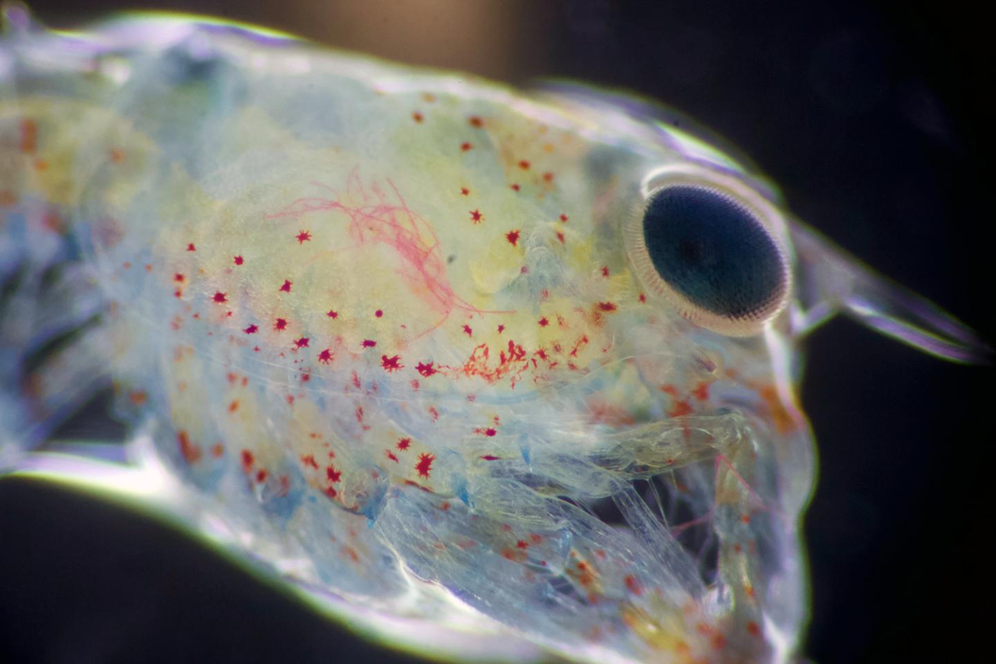 Lobster Larvae with Microplastic Fibers