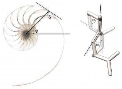 Shell and Terpene Molecule