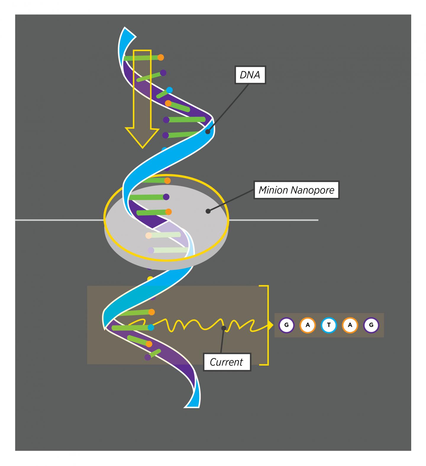 A Schematic Drawing of the MinION Nanopore