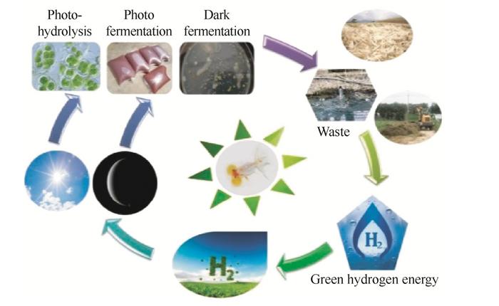 Auriferous fish: green cycle of biological hydrogen production, turning waste into treasure.