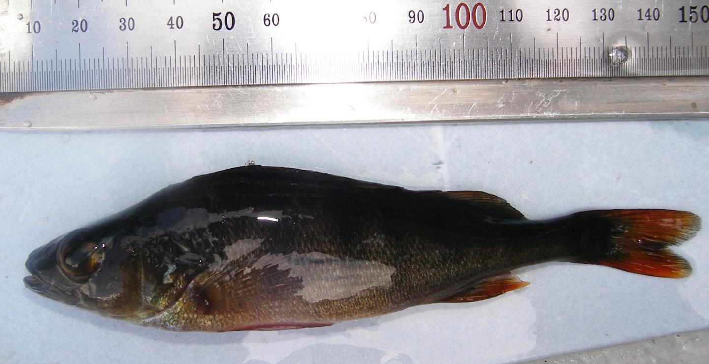 Eurasian Perch from Lake Loosalu rabajärv