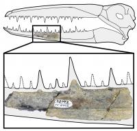 Fossil jawbone