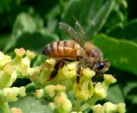 African Honey Bee (2 of 2)
