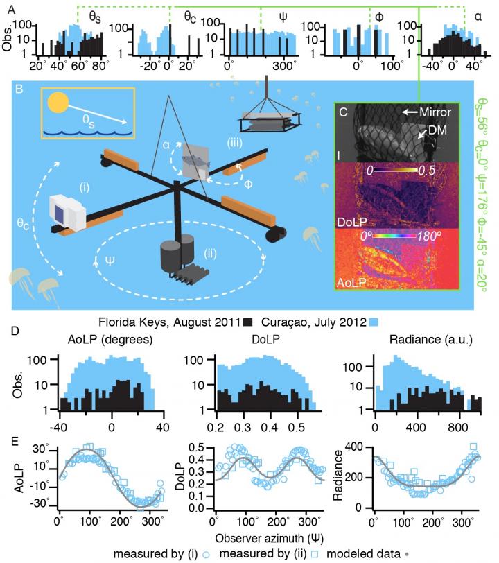 Polarized Light Scattering Off A Fish