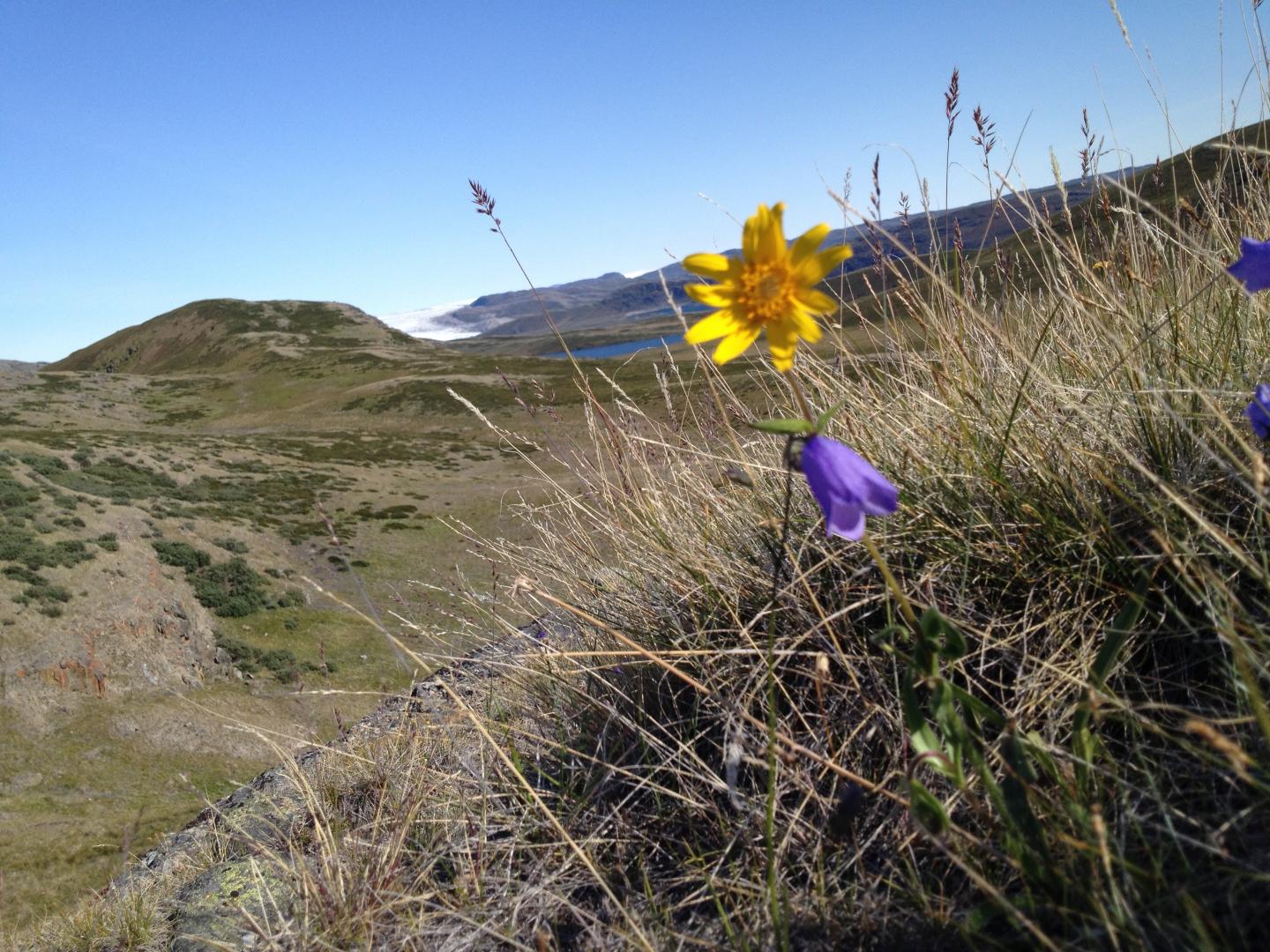 Greenland Wildflowers