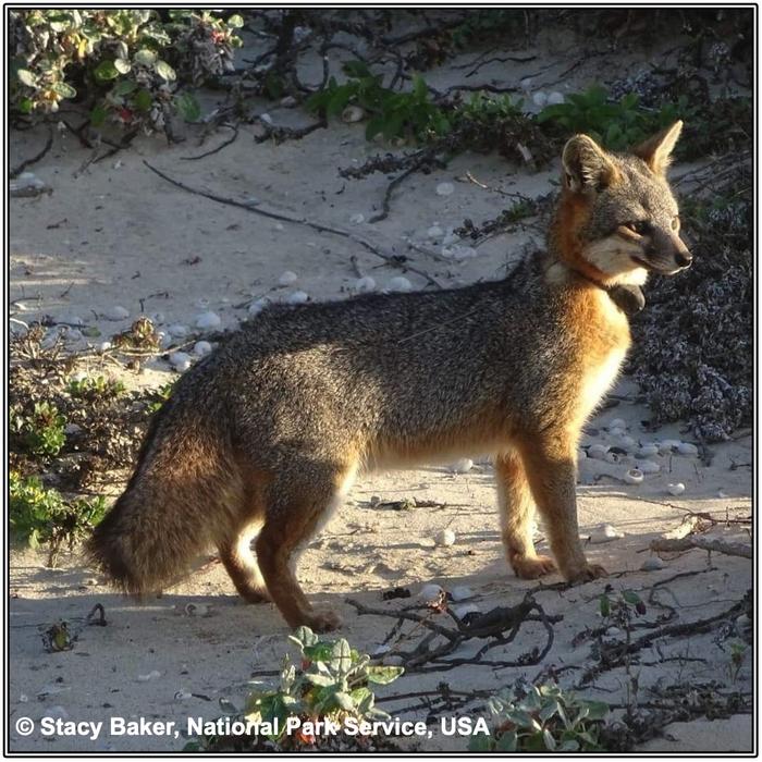 San Miguel Island Fox