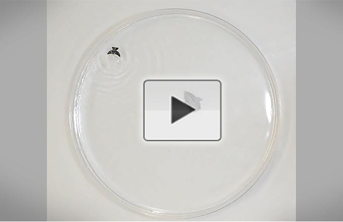 Small robot swimmers that heal themselves from damage (video)