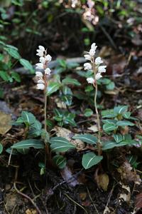 Goodyera simils on mainland Japan