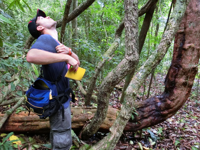 Lightning strike at a forested field site on Barro Colorado Island in Panama