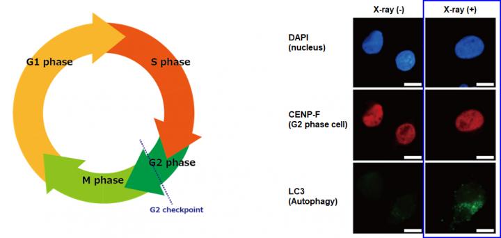 Figure 1. Cell cycle and autophagy induction after X-ray irradiation in human pancreatic cancer cells (MIA PaCa-2)